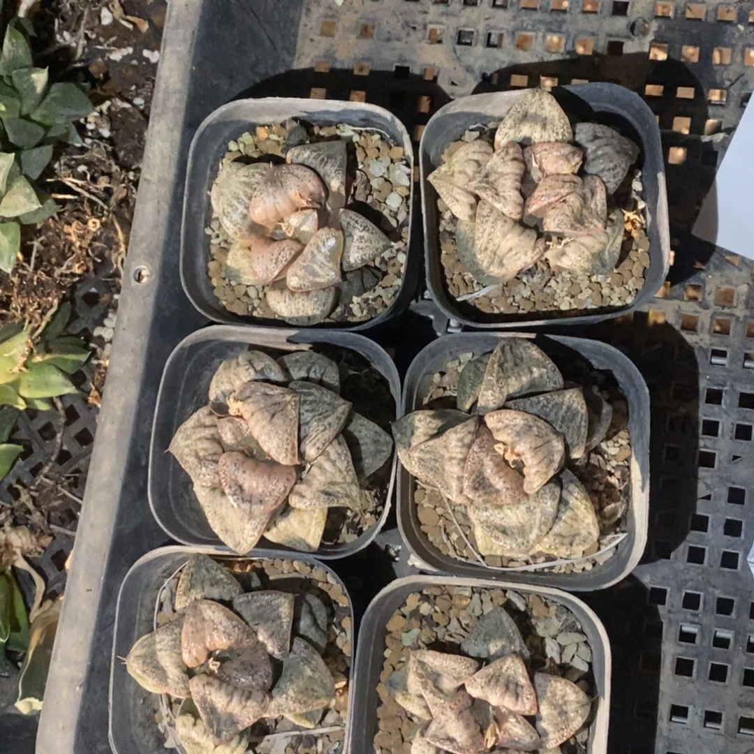 2010 一颗倔川NO1蟹 超级福利