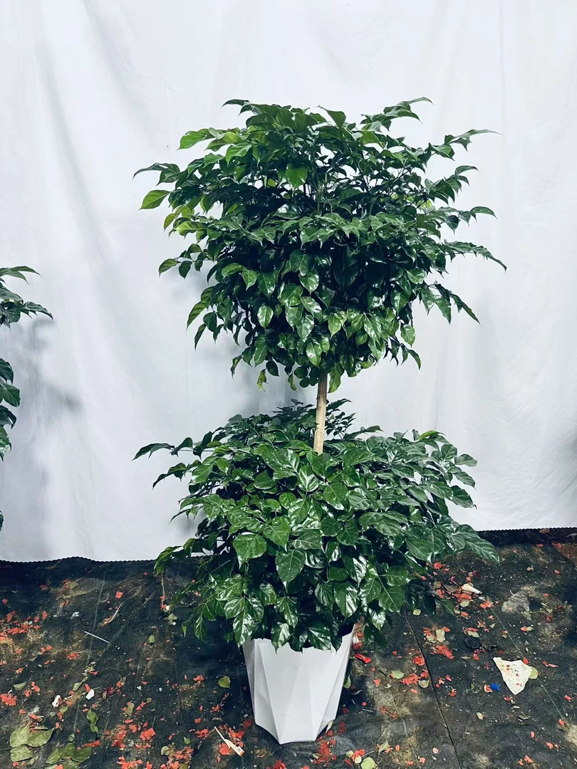 精品幸福树绿宝基地直发一物一拍