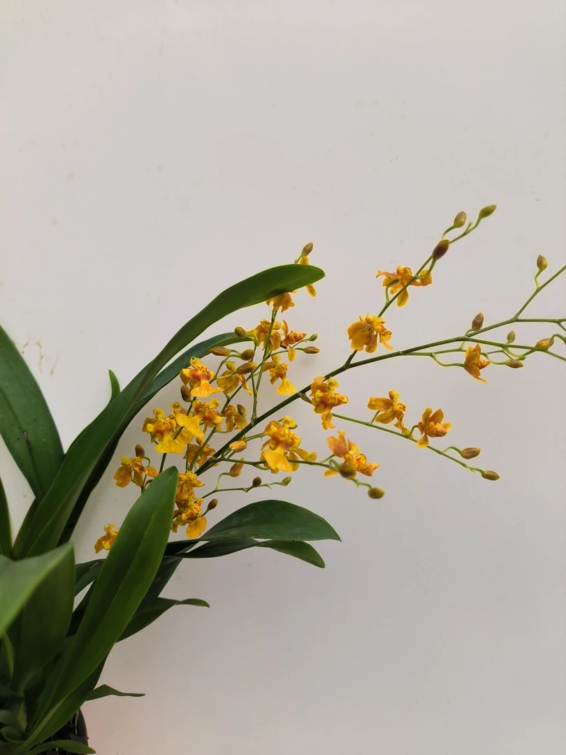 小金桔梦香兰 带花剑发货 香味浓郁 奶油香/适合卧室 客厅