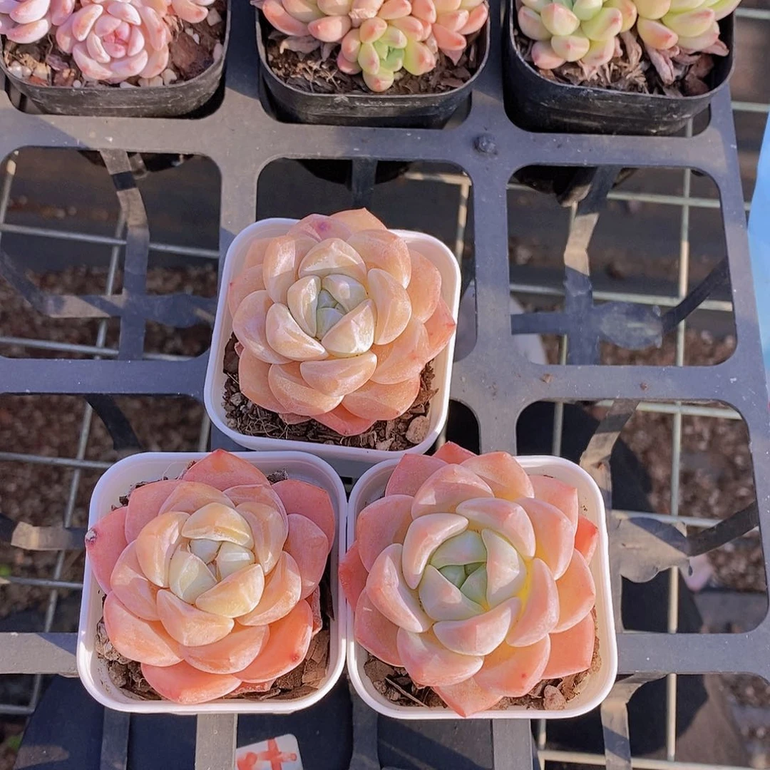 0611- 小小白方 冰橙单头福利一颗 量拍