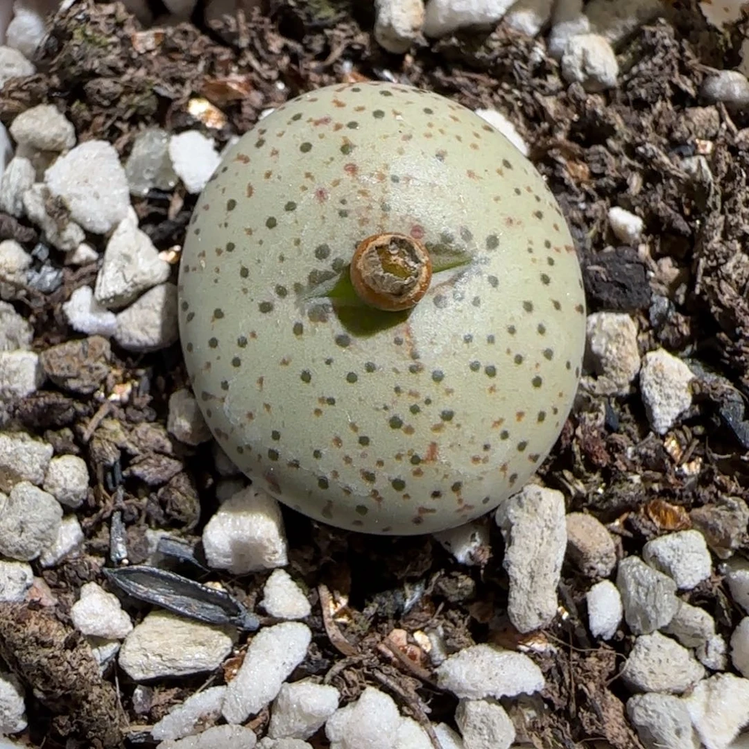 肉锥多肉植物组合-火龙果安贞631
