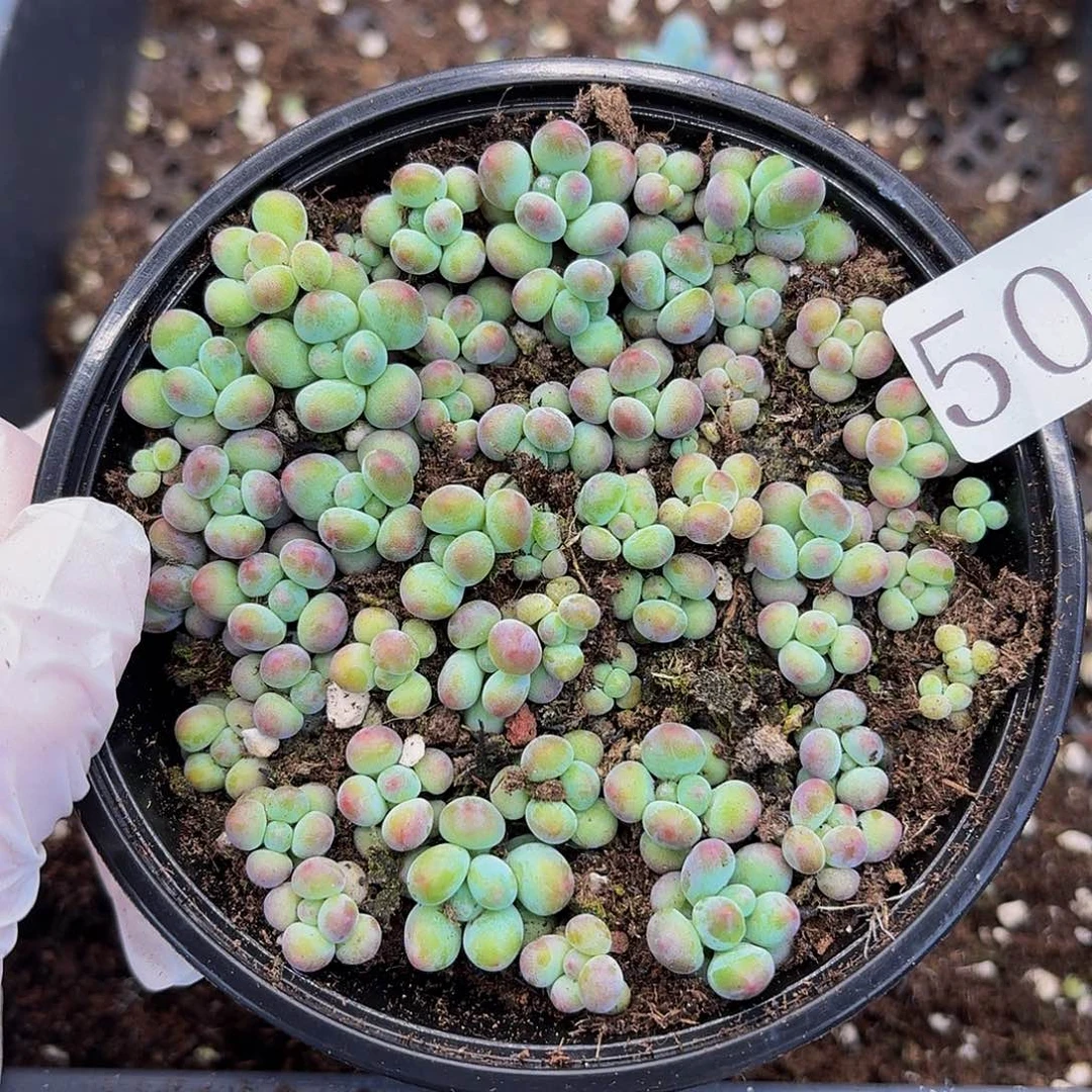 多肉植物多肉植物50