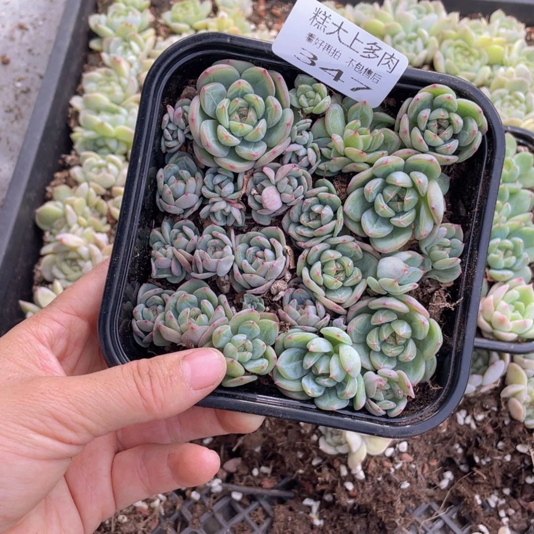 糕大上多肉植物347