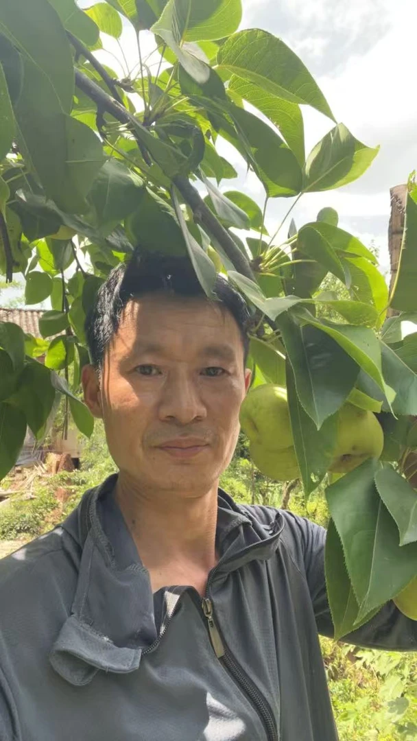 【大果】现摘现发巴中本地甜梨子