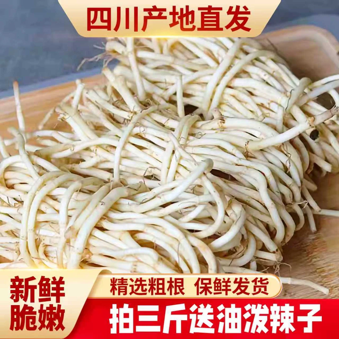 【四川农家折耳根】现挖带泥鱼腥草无叶凉拌鲜嫩脆爽节节根食用