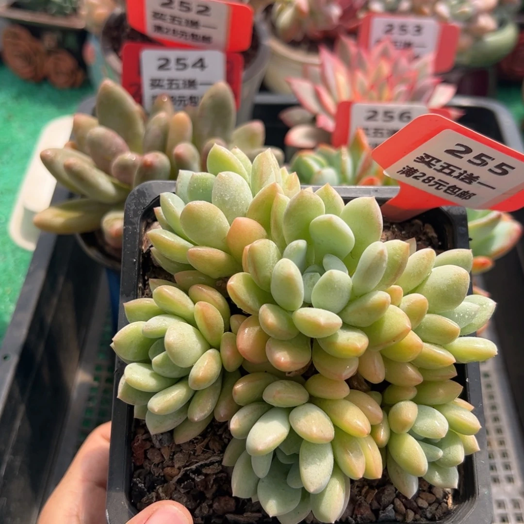 表妹精品多肉植物255.