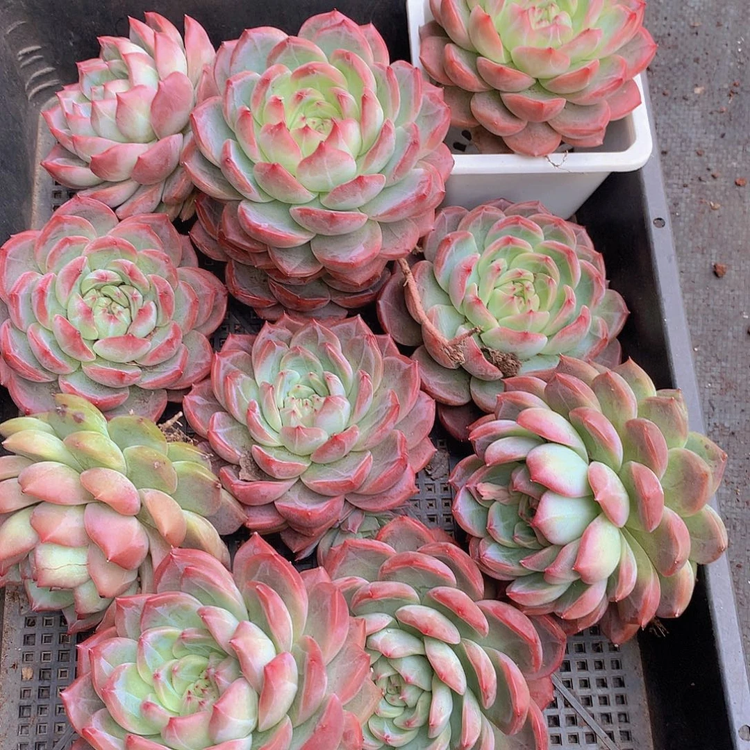 中号红鸾35678899000000