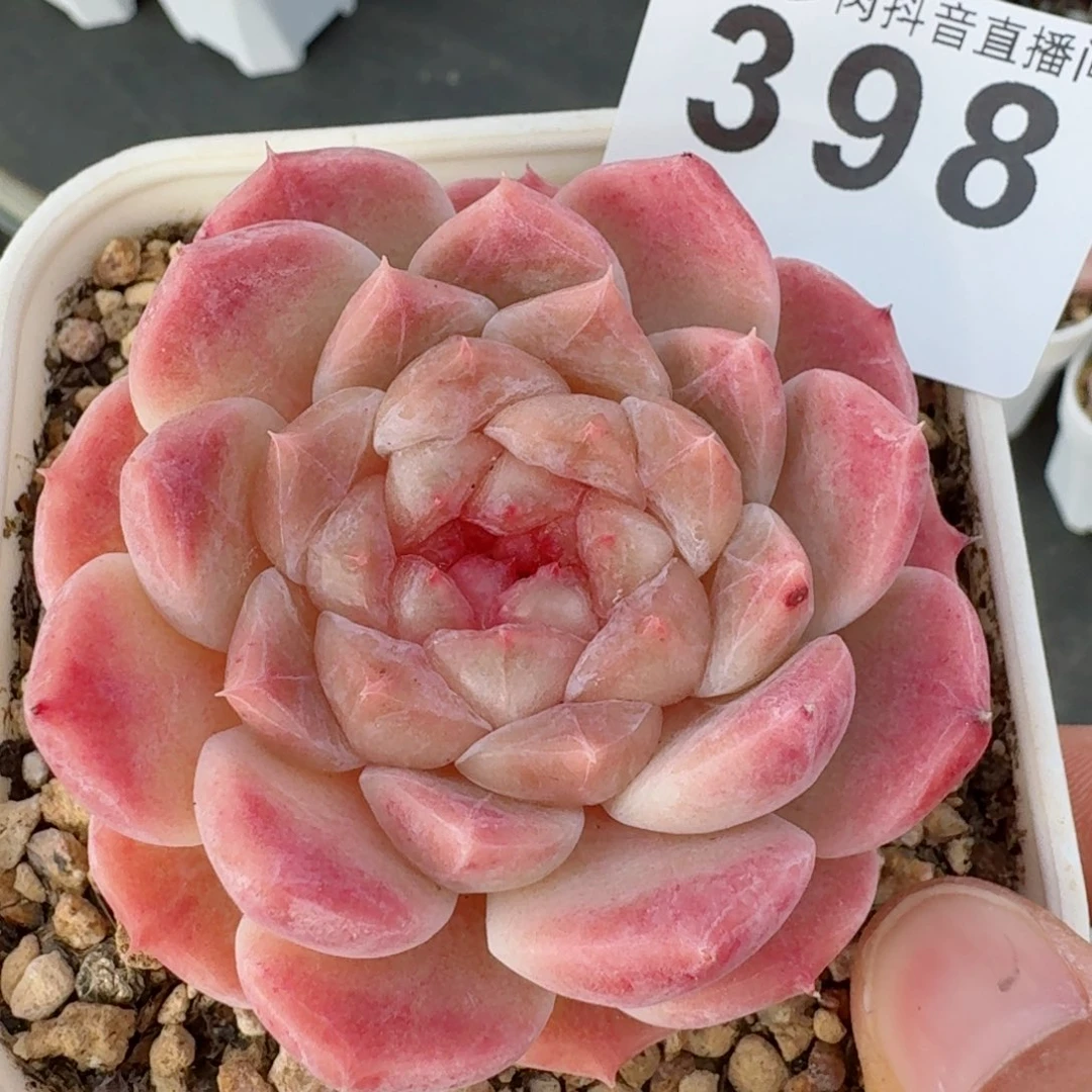 西瓜冰魄         精品多肉