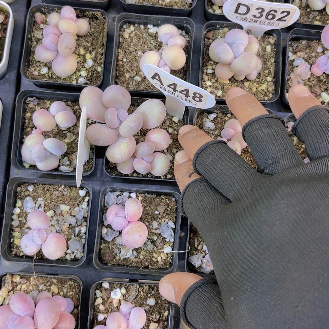 请****丽A448日系蛋黄奶一物一拍