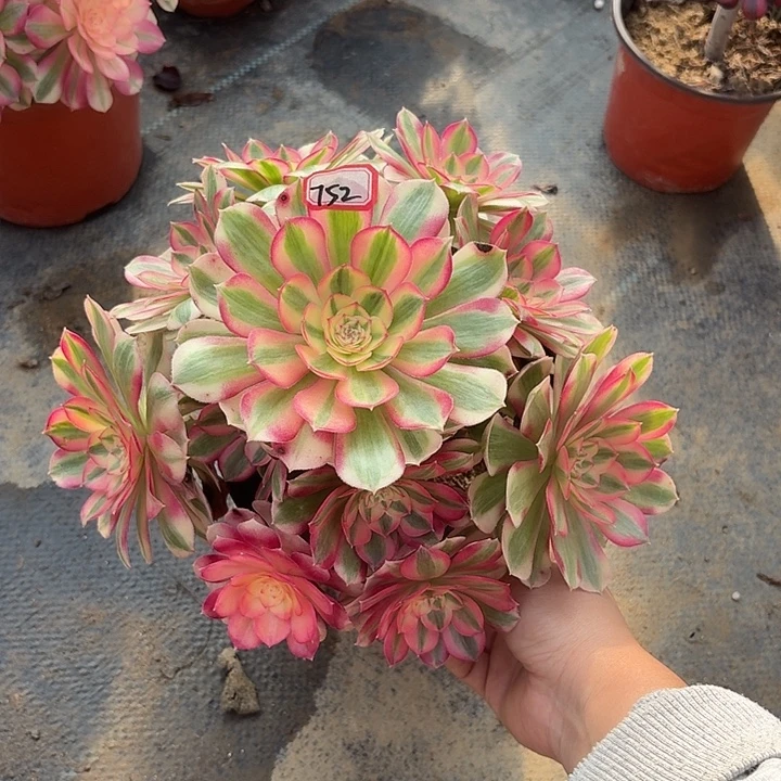 倾城752多肉植物法师