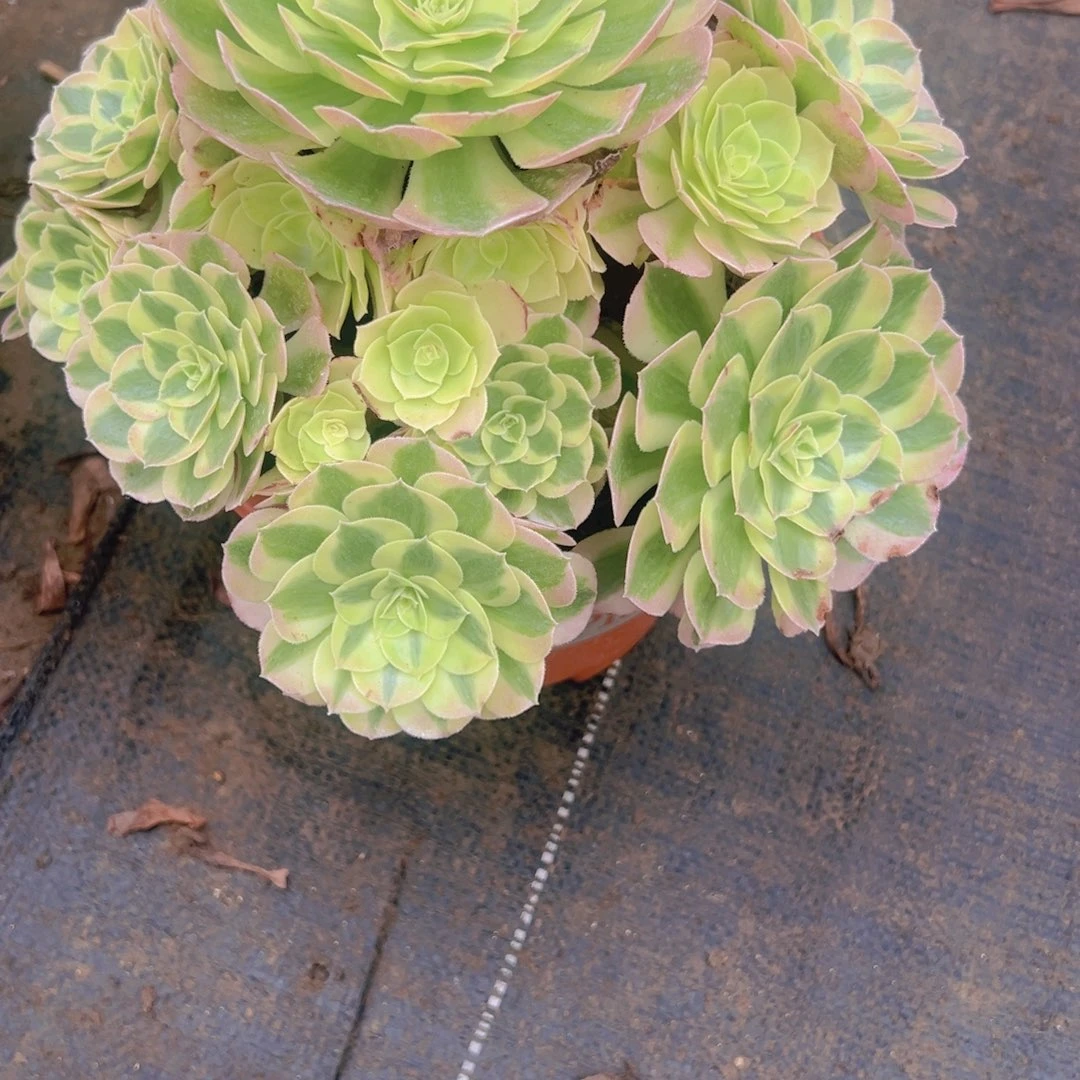 936，海王多肉植物法师