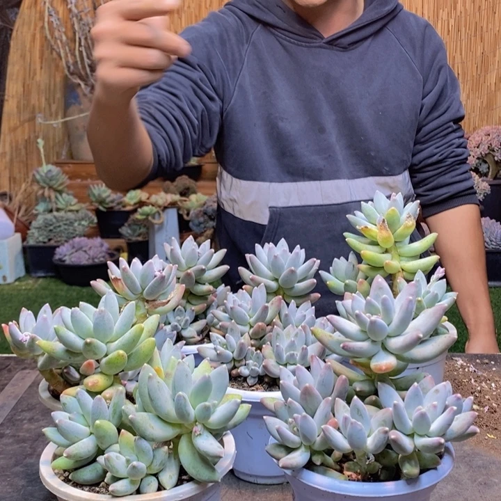 老桩松果美人群多肉