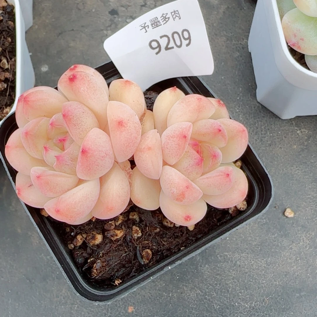 倾城珍妮，9209多肉植物