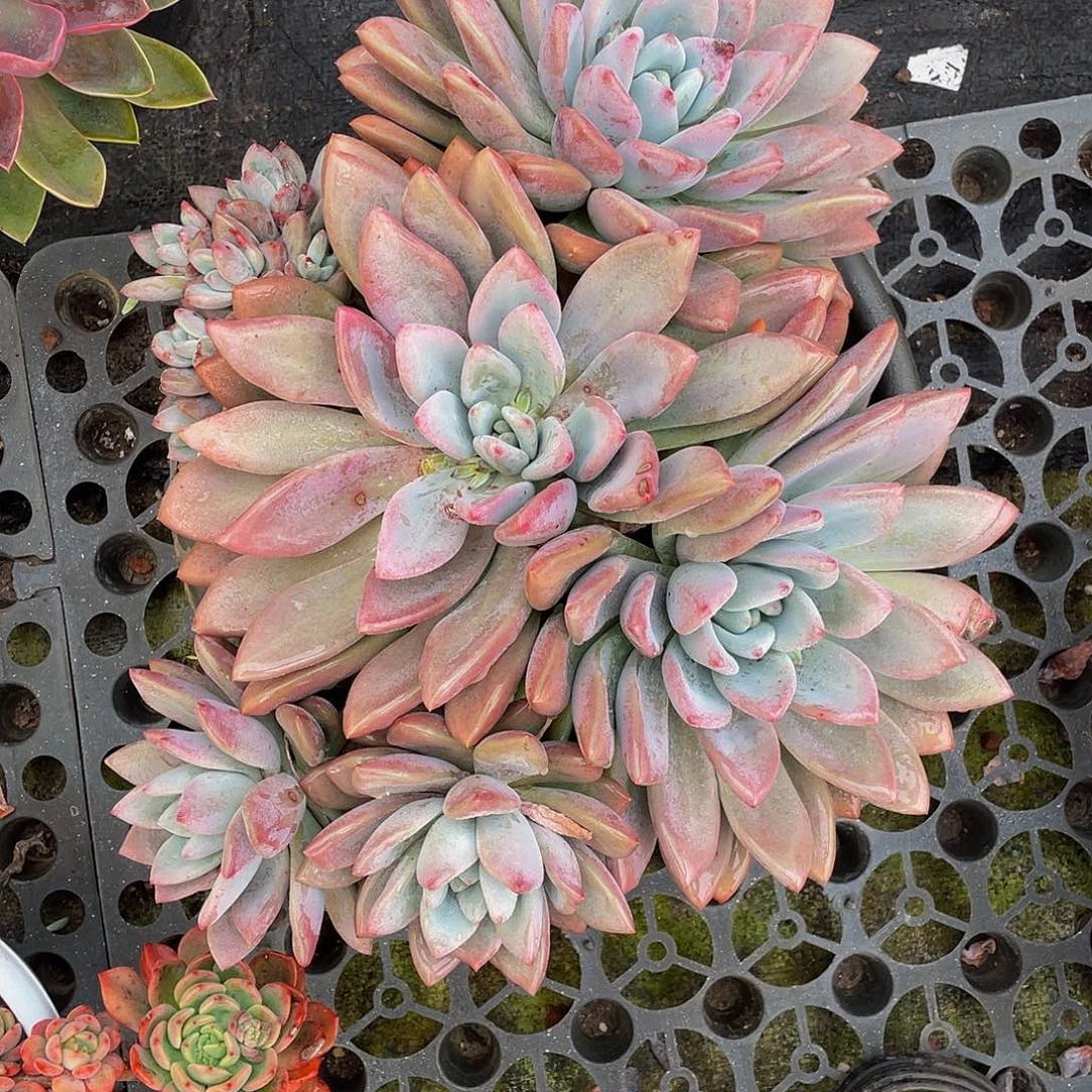 各**好噢普多肉植物大群