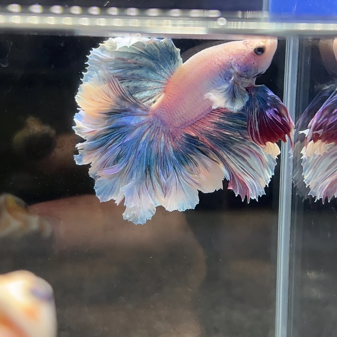 斗鱼13号紫蓝色泰迪卷促销价