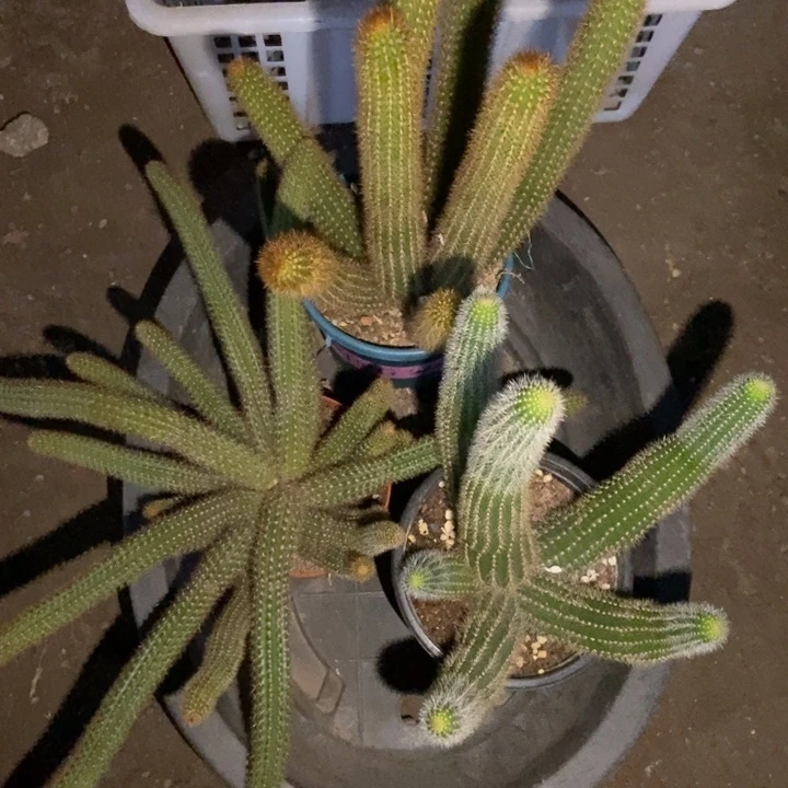 君***君仙人球橙仙子双色魔尔紫各一