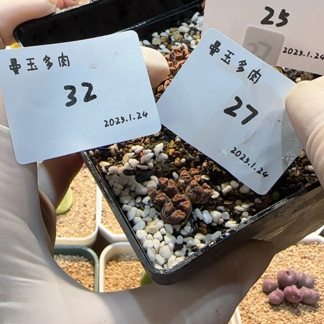 D****.多肉多肉多肉1.24-032补差