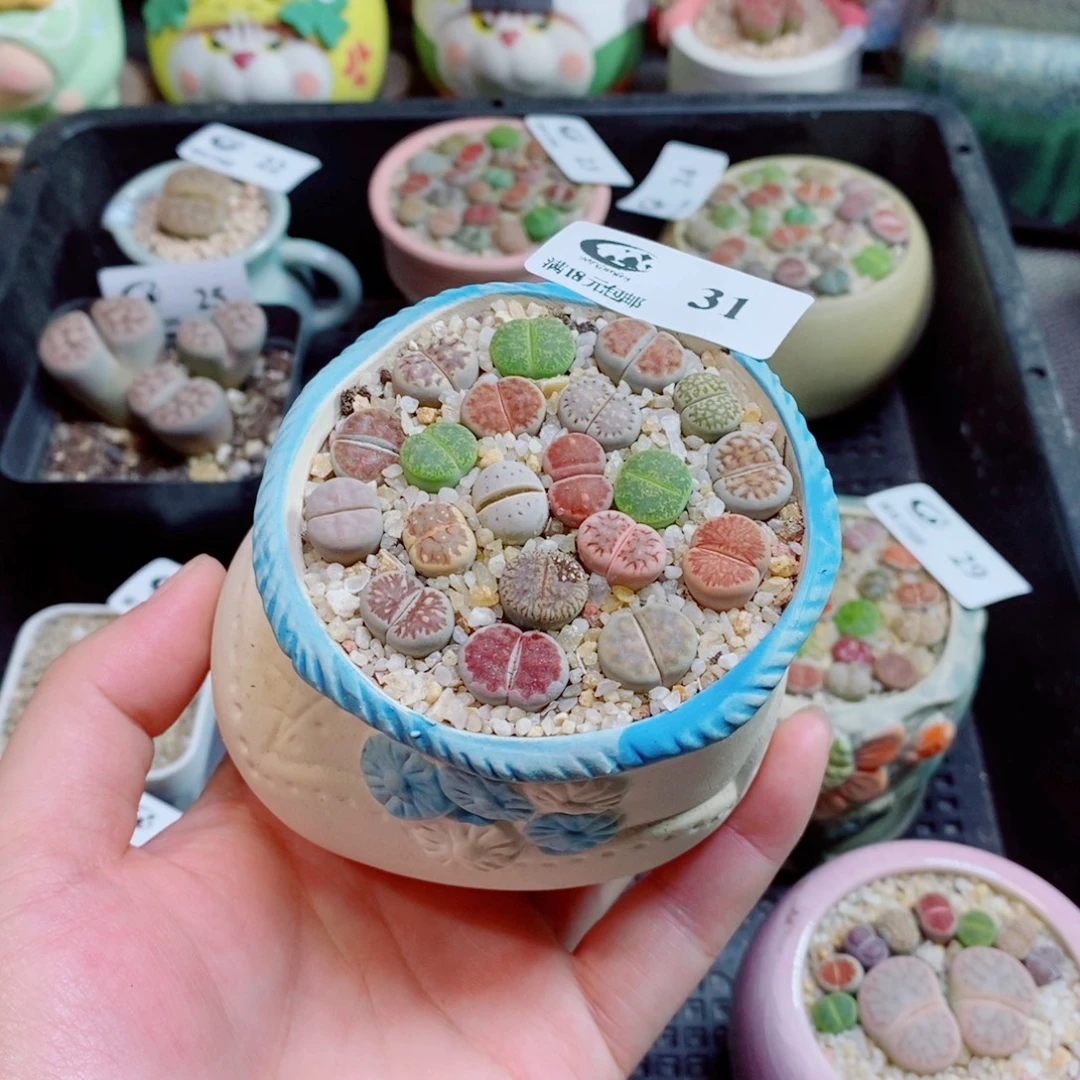 生石花花花花花花31