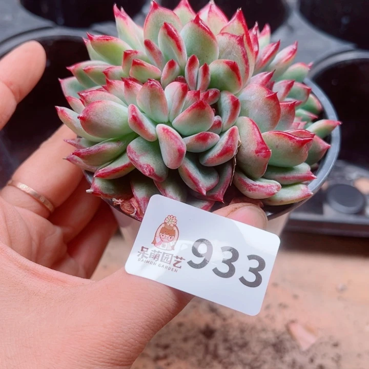毛***虫多肉植物多肉植物