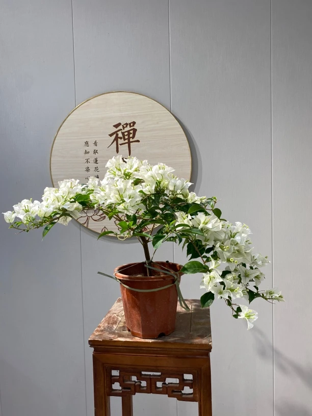 一物一拍《白雪公主》勤花品种三角梅