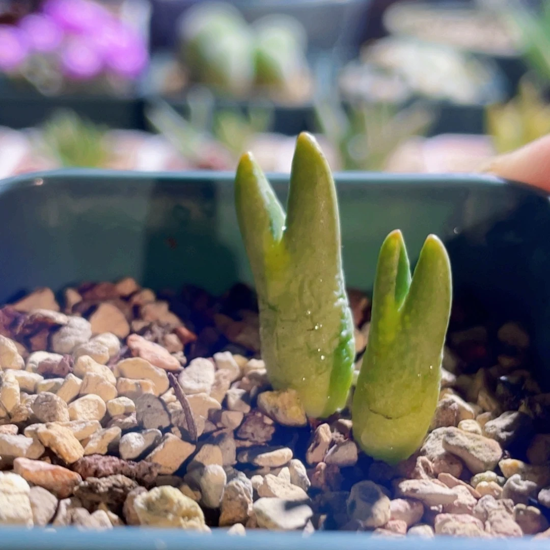开播福利双头皮卡丘植物一物一拍