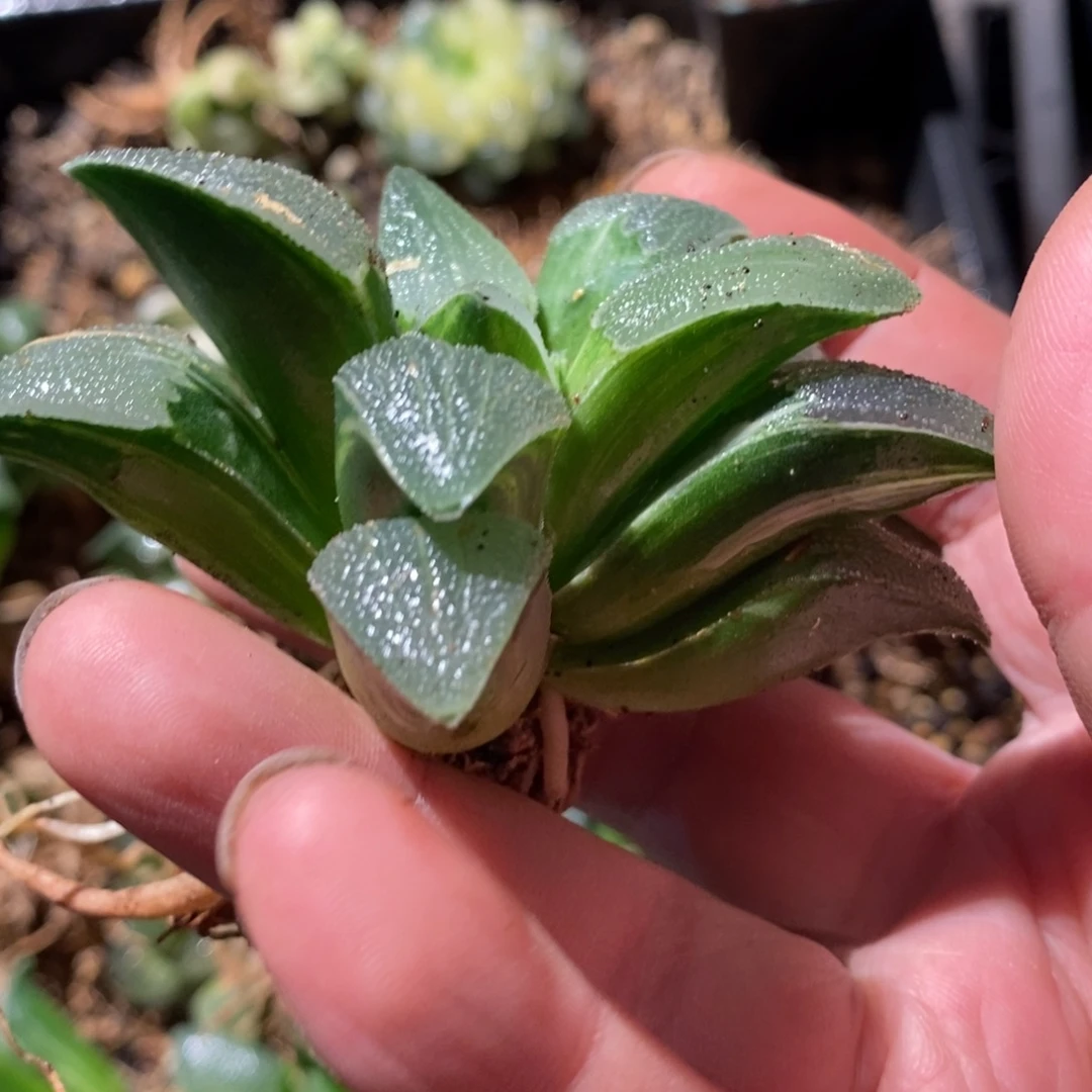 340 一颗实生磨面寿锦 点赞福利