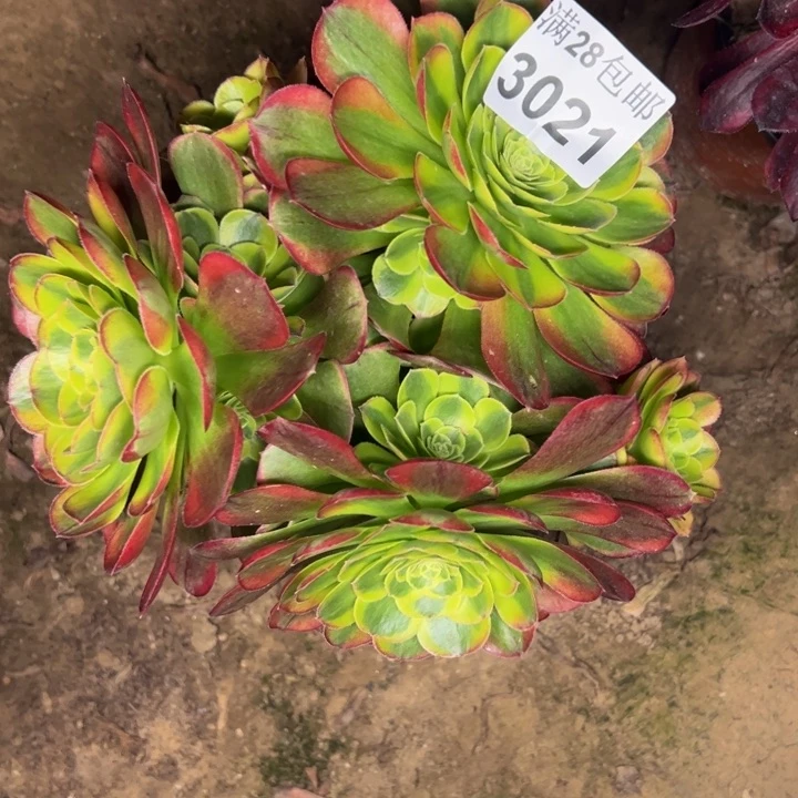 3021奶白多肉植物