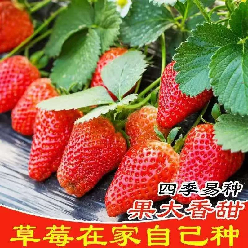 【奶油草莓种子】四季结果好养易活室内外阳台盆栽水果植物花种子