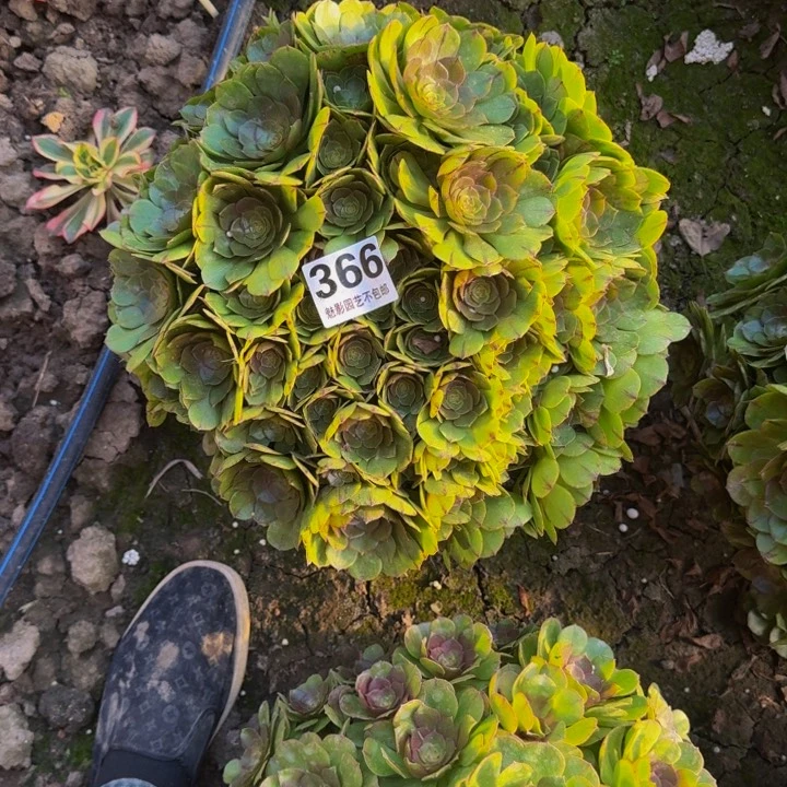 拉丝花27-19包邮花花