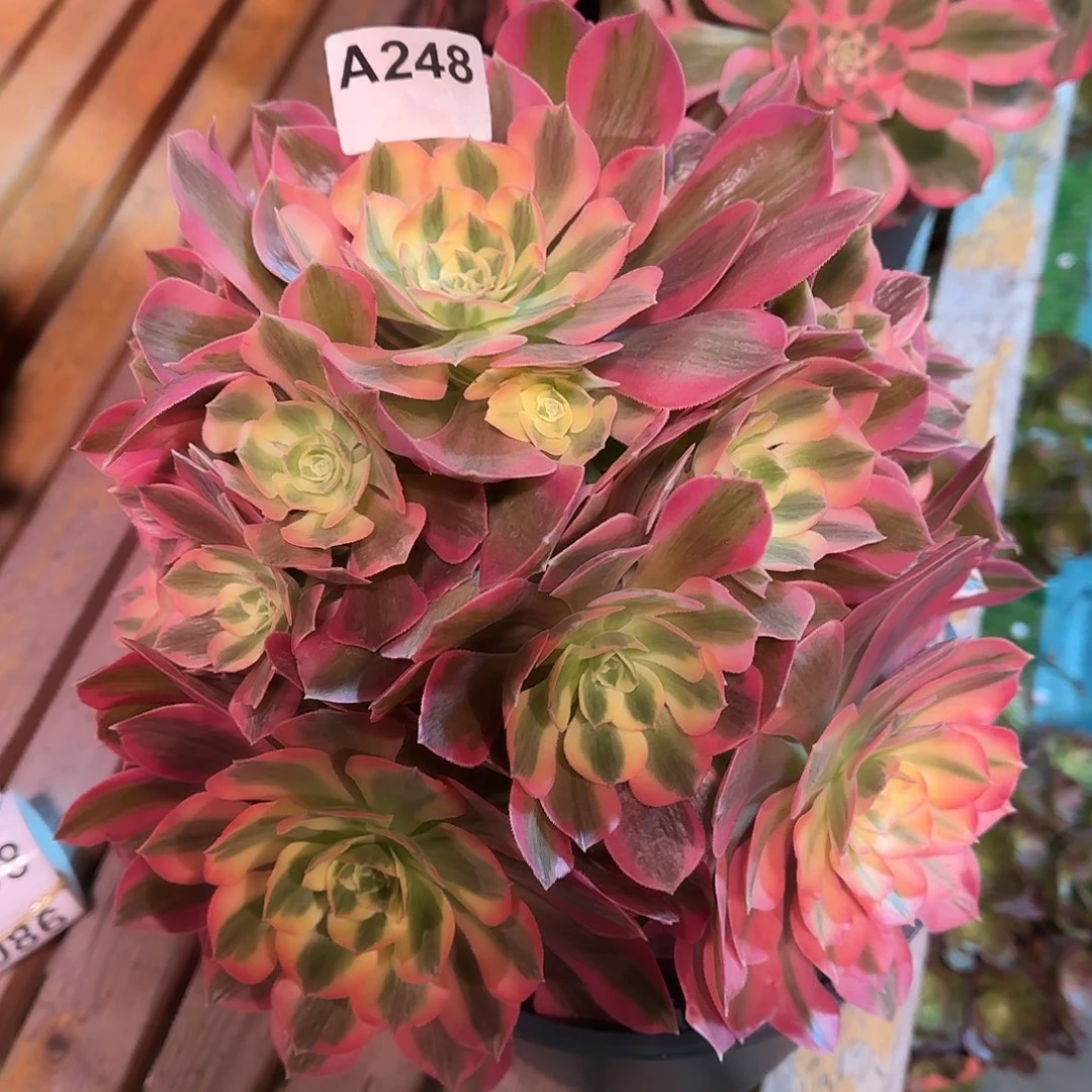 多肉植物粉女郎福利品248