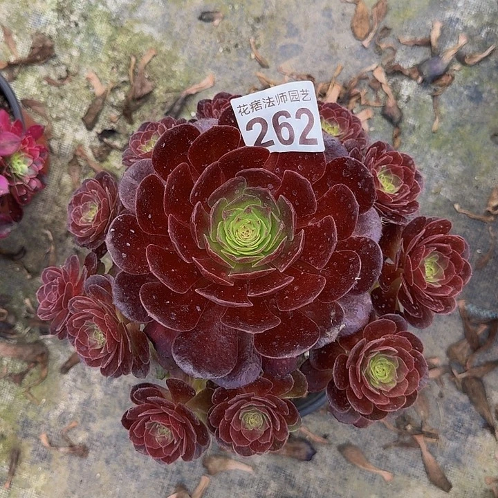 00000000000262黑膜