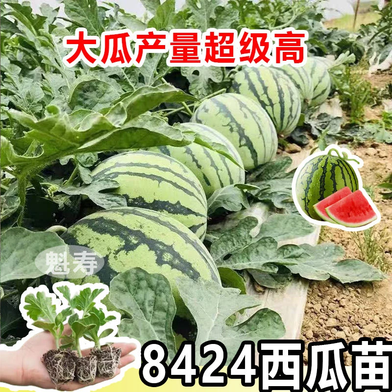 正品8424冰糖麒麟西瓜苗#无籽西瓜种子美都西瓜懒人#阳台西瓜苗