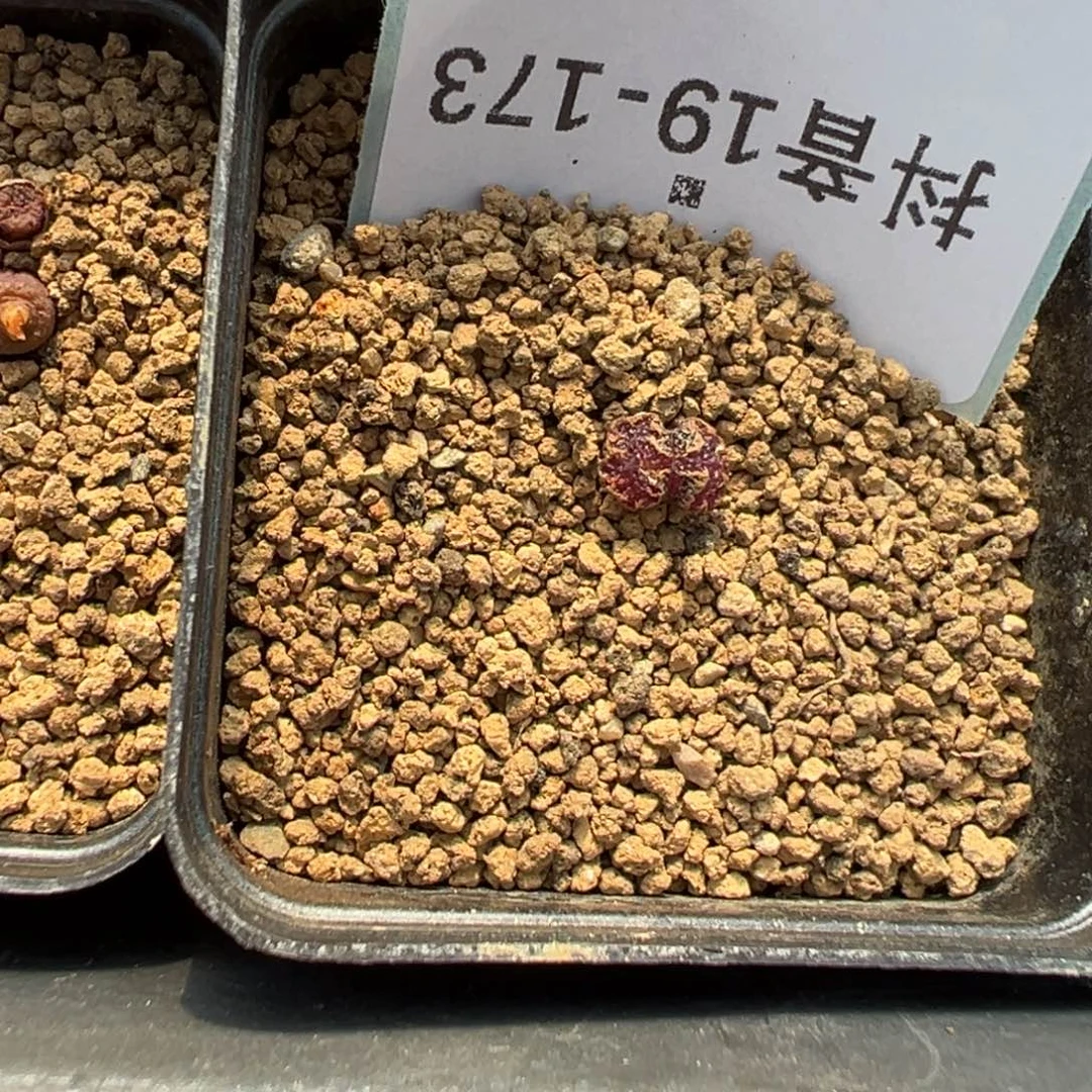 姬***君19-173肉锥多肉植物