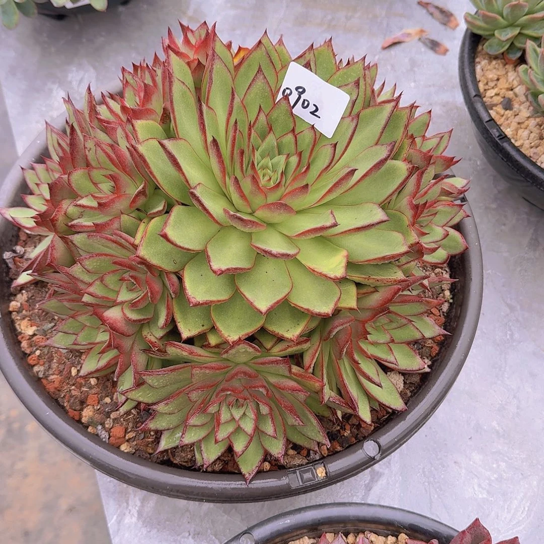 晓****0902杂交多肉植物