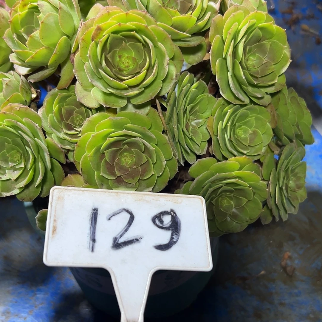 多肉植物万圣节法师129