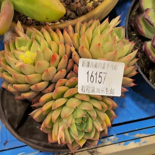 前*象牙16157多肉