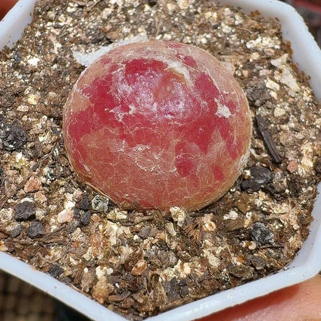 生石花333:：。  99