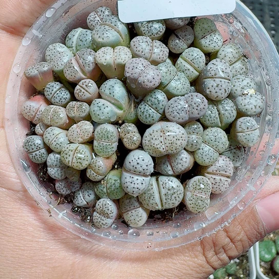 185多肉植物多肉植物