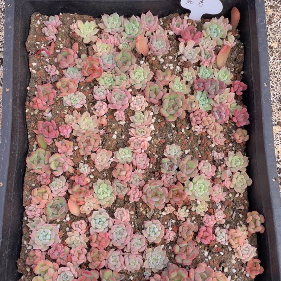 云糖心多肉植物502