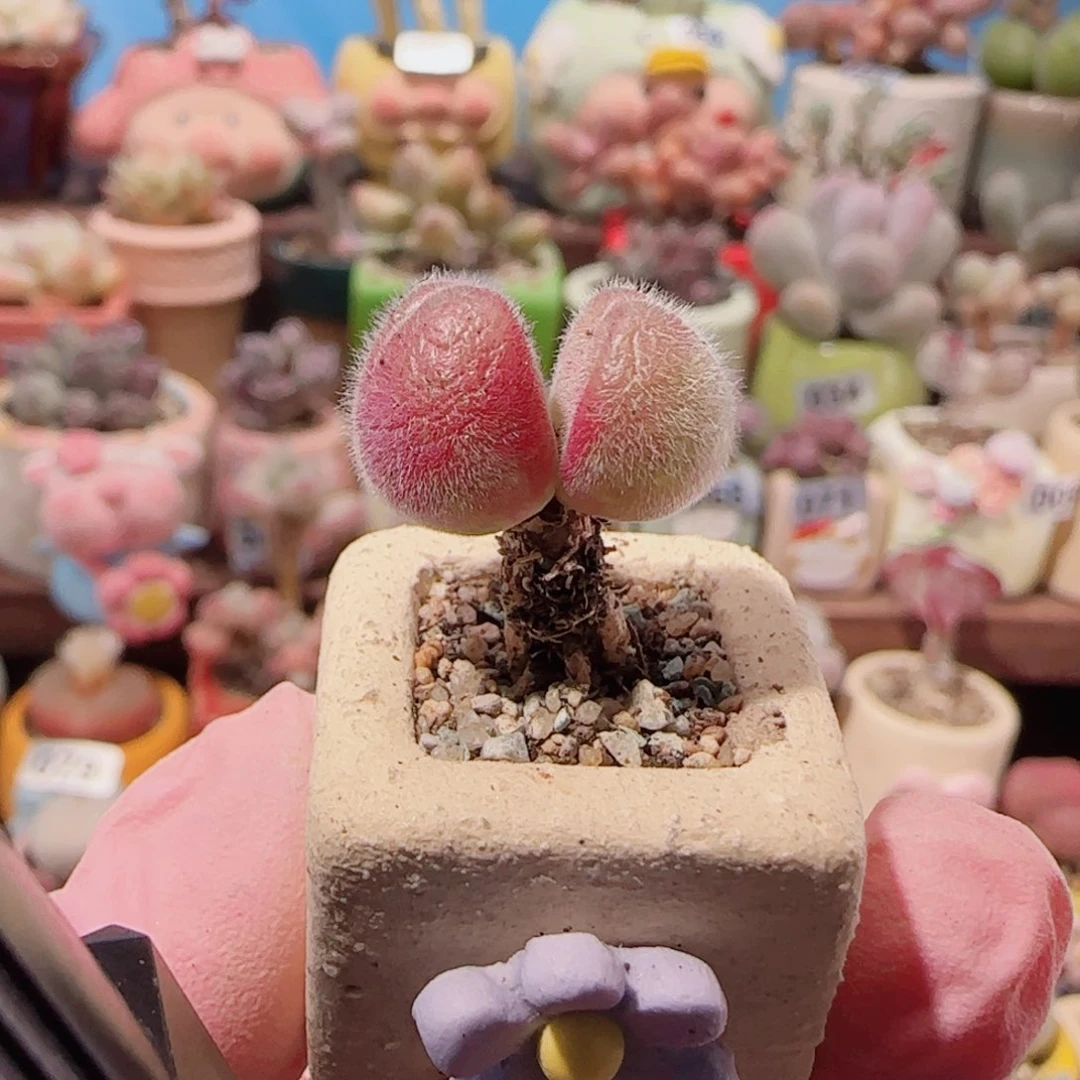 T可爱小毛翠盆口1.5cm