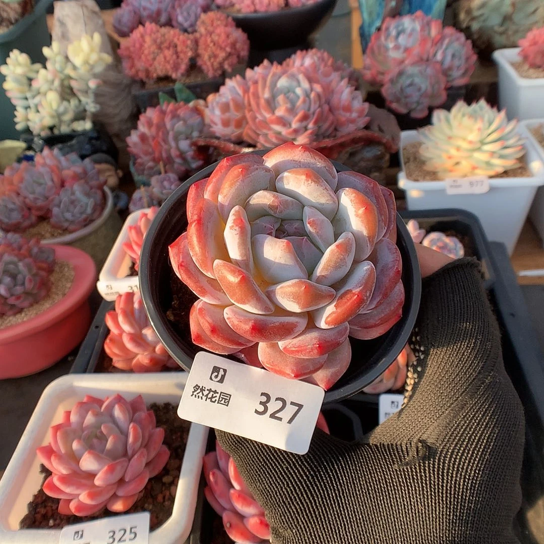 327星影多肉植物6666