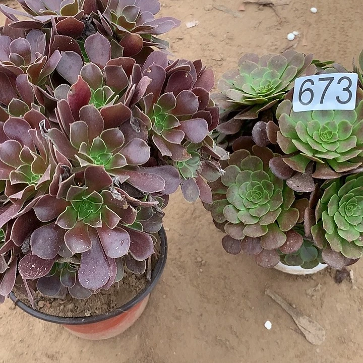 无花朵673欧子➕黑萝莉