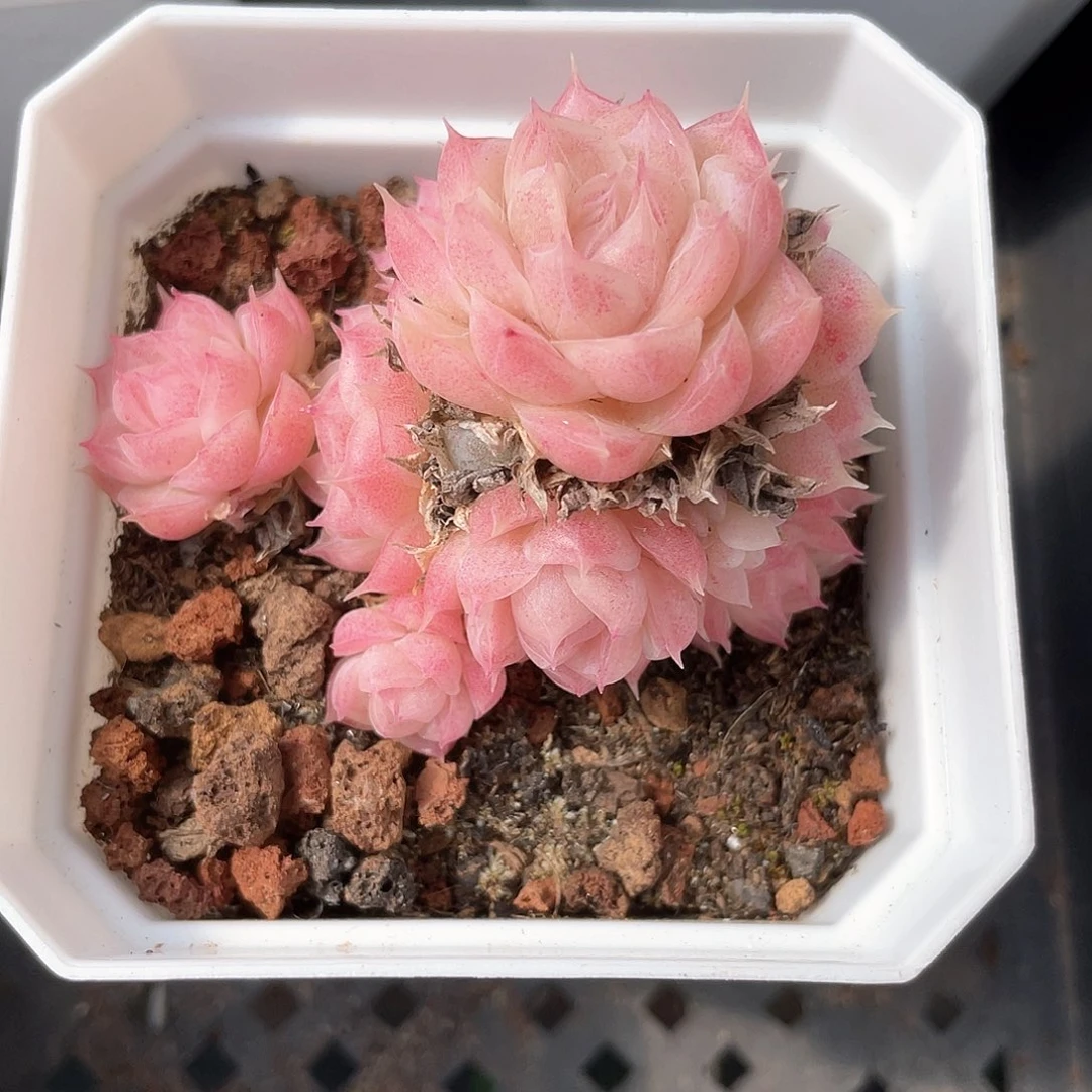 小***货优选女王福利8344