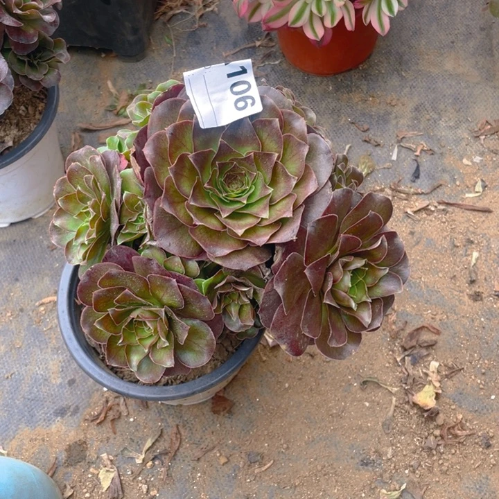 多肉魅金玫瑰法师106