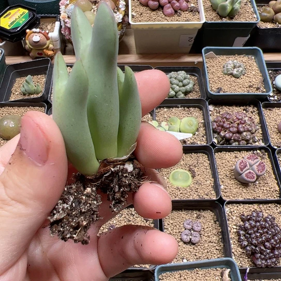 【闪购商品】127 福利