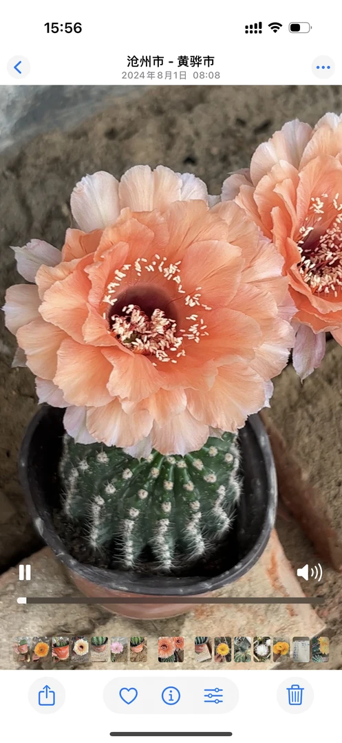 仙人球彩草歪G4805