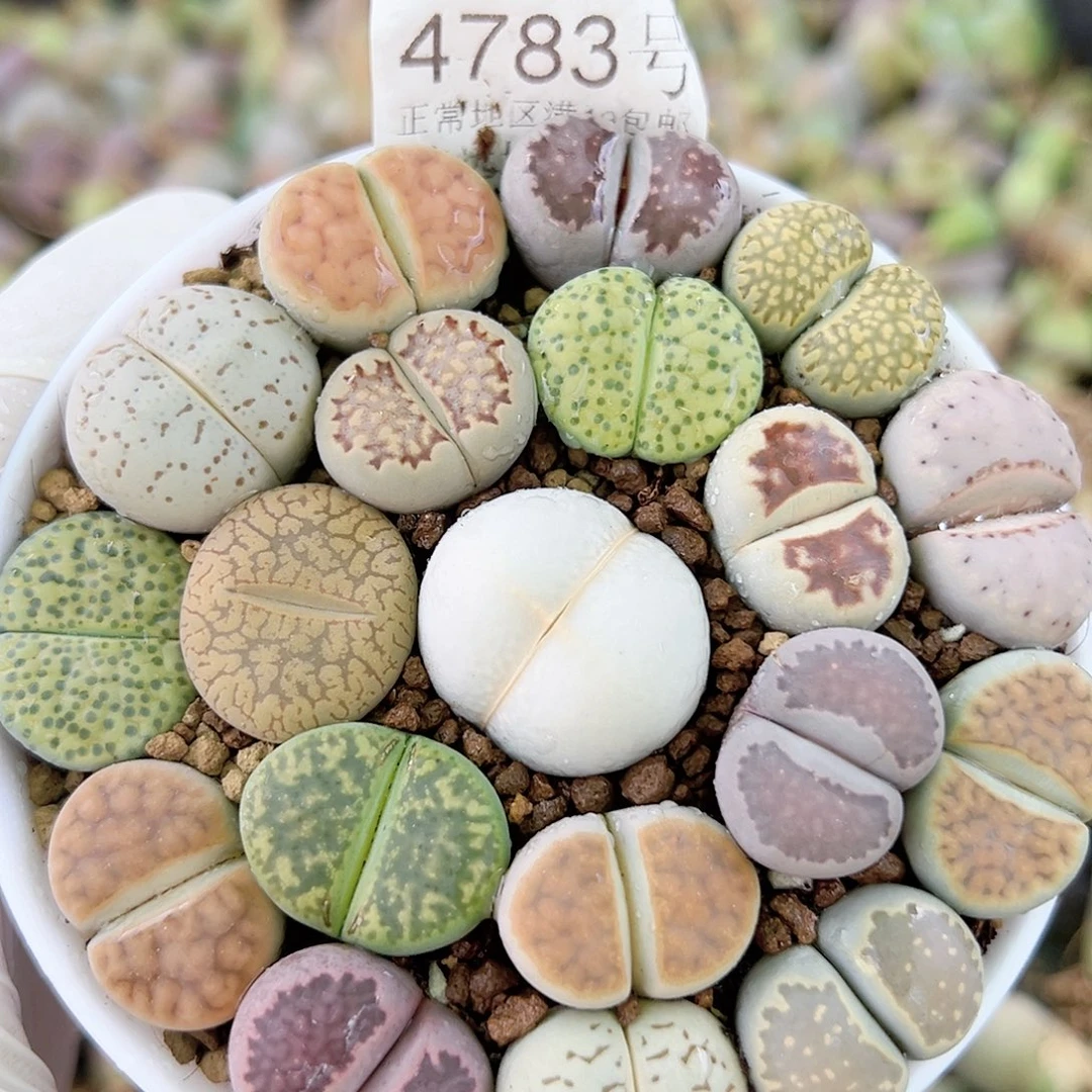4783 好养易活生石花大母本9cm盆
