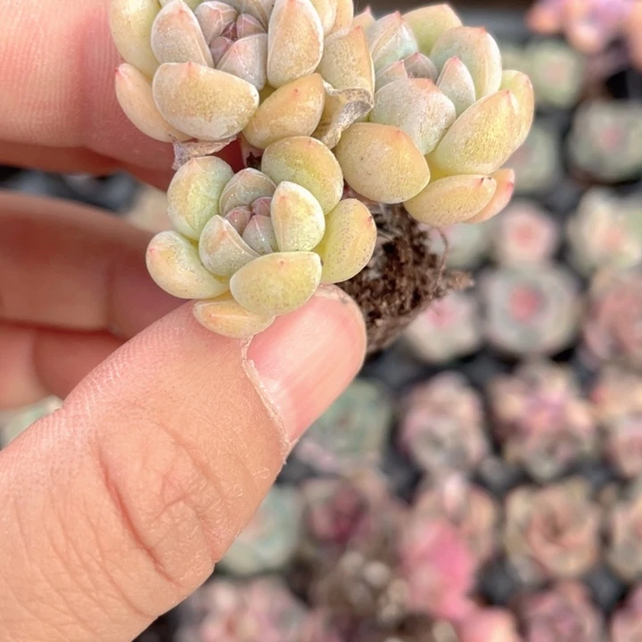 珍妮5元2颗群满18包邮