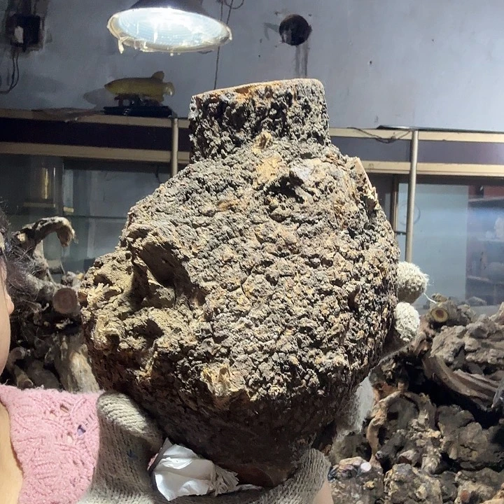 何***佳香榧木火琉璃的故事是一个