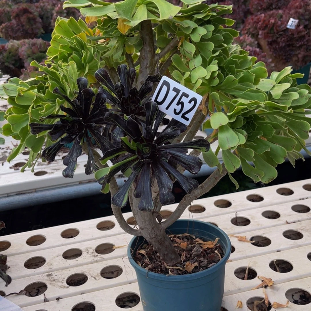 水墨丹青7//////34包邮